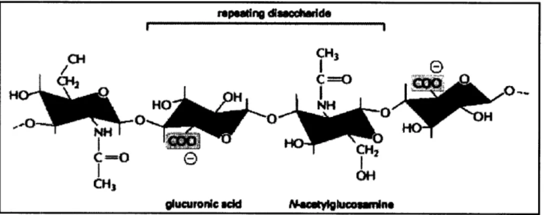 Figure  3.2:  Repeating  disaccharide  sequence  of hyaluronan. 8