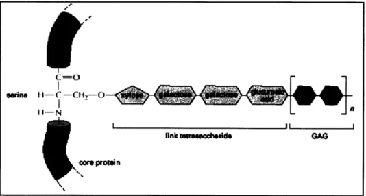 Figure  3.3: Link  between  a GAG chain  and its core  protein  in a proteoglycan  molecule