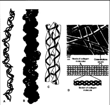 Figure  3.4:  A, B,  and C are illustrations  of the tropocollagen  molecule.  D  illustrates  the staggered  organization  of  collagen  molecules  into a  fibril  formation.
