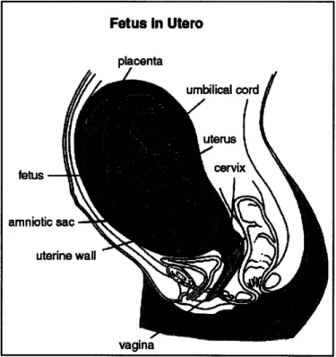 Figure  2.1: Pelvic  region  of a pregnant  female.