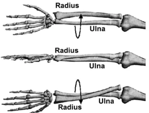 Figure  1.  Schematic  of rotation  of the forearm:  supination (top),  neutral (middle),  pronation  (bottom)