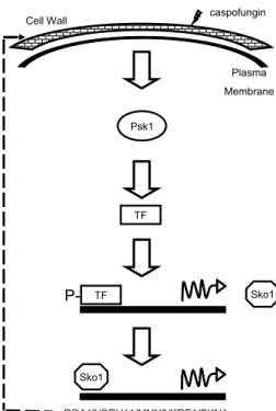 Figure 8. Expression of SKO1 target genes in psk1 ⌬ / ⌬ mutants.