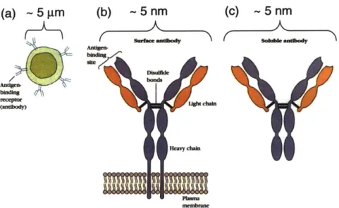 Figure  3.1  The  B cell  receptor  is a  membrane  bound  antibody as  shown  in (a) and  that is comprised  of  two  identical  copies of  a light change  and  heavy chain  as  shown  in (b).