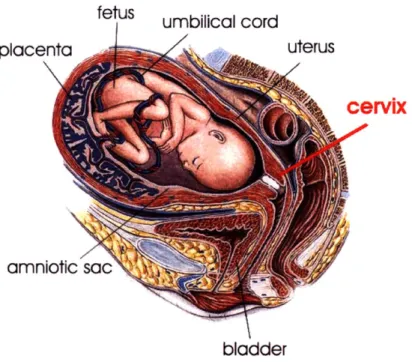 Figure  1-1:  Anatomical  environment  around  the from  &#34;Sobotta  Atlas  of Human  Anatomy&#34;  [76].