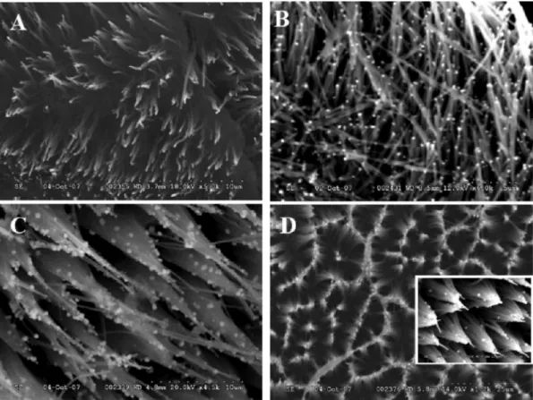 Figure 4. SEM images of (A) SWCNTs layer (2500ⴛ) dried upon 20 min of sonication in DMF and (B) SWCNTs layer (5000ⴛ) dried upon acid/peroxide treatment