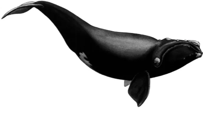 Figure  1.1:  Image  of a mature North Atlantic  right whale. Unique patterns  formed  by callosities  (horny  protrusions  on the head,  upper margin  of the lower  lip, and chin) permit identification  of individuals  in this  small population