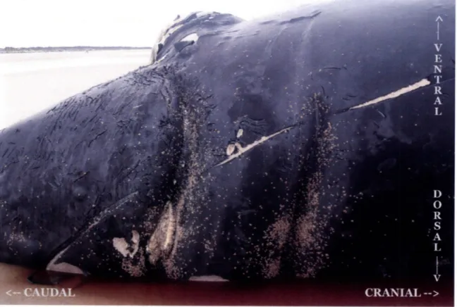 Figure  2.2:  Close up  of caudal  (left) and central  (right)  propeller scars  on left flank  of right  whale Eg  #2143