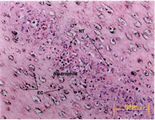 Figure  2.3:  Epithelium from propeller scar.  Neutrophils  are present  in  small aggregates and can  be  seen  transmigrating  through the  epithelium  (NT)