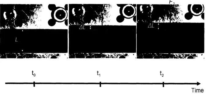 Figure  2-3:  Force (F)  and  grip  displacement  (AL)  as recorded  along  the  vertical tensile direction.