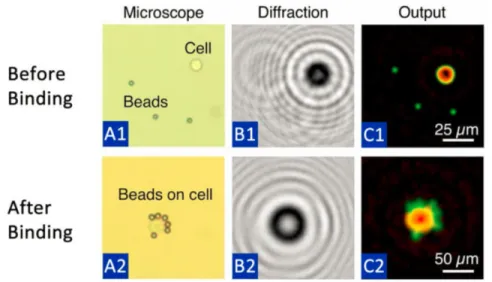 Figure 4-1: D3 Binding and Reconstruction - Im et al [11]