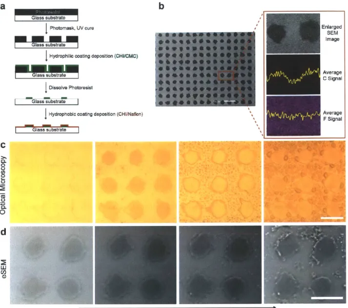 Figure  5-2:  (a)  Schematic  diagram  of the  polymer  patch  fabrication  process.  (b)  Scanning electron  microscopy  (SEM)  image  of the  polymer  patch