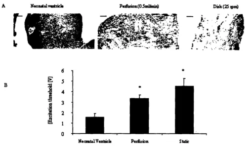 Figure 3.2. Morphology and contractile responses of cardiac myocyte constructs  (a) Expression of sarcomeric oa-actin  in neonatal rat ventricle and in constructs inoculated with  12 million cells, seededfor  1.5 hr in alternating flow  perfusion  (0.5 ml/