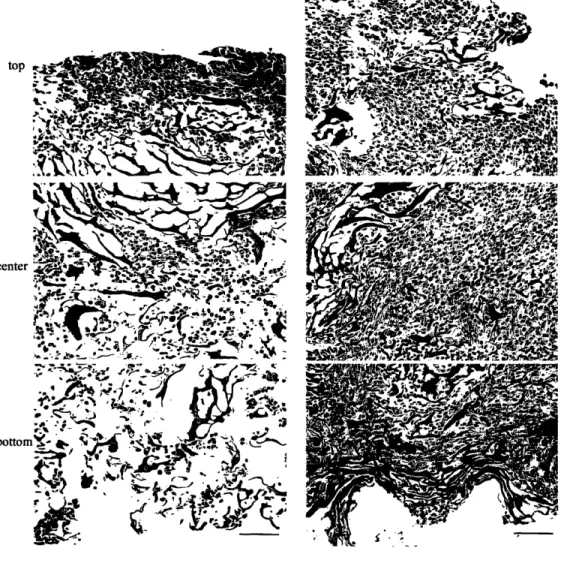 Figure 3.4.  Cell distributions.  Cross-sections of constructs inoculated with  12 million  cells and then transferredfor  a period  of 4.5 hr either into dishes (25 rpm, left) or into perfused  cartridges (1.5 ml/min, right)