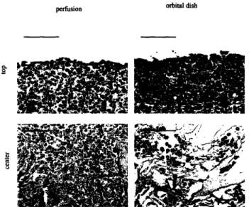Figure 4. 4. Cell distribution. Distribution ofsarcomeric  ca-actin expressing cells at the periphery (a, b)  and in the interiors  (c, d) of constructs cultivated in perfusion  (a, c) or in orbitally mixed dishes (b, d)