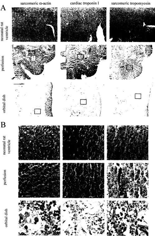 Figure 4.  5.  Tissue architecture and  cell differentiation. Immunohistochemical staining  of three contractile proteins  in  native neonatal  rat ventricles and  7-day constructs seeded  and cultured either in perfusion  or in orbitally mixed dishes