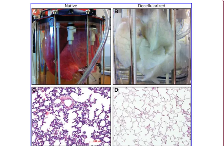 FIG. 5. Bioreactor-actuated decellularization. A complete set of porcine lungs was loaded into the reactor immediately following excision (A)