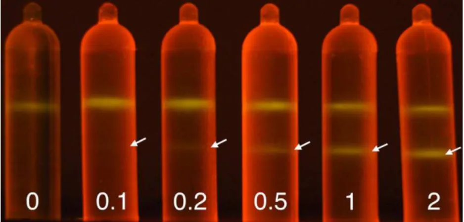 Fig. 2. CsCl density gradient ultracentrifugation with SYBR safe™ of 0, 0.1, 0.2, 0.5, 1.0 and 2.0 μg of 13 C-labelled DNA with a constant amount of 2.0 μg of 12 C- C-DNA, both from M