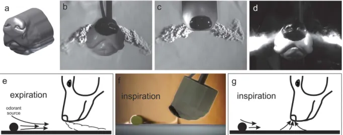 Figure 1.  Jet-assisted fluid entrainment extends the aerodynamic reach of the canine nose during active  sniffing