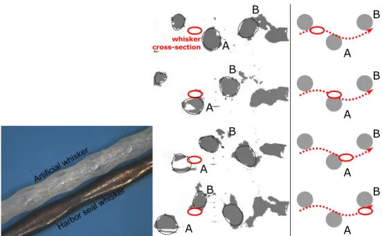 Figure 11: (Left) Sensor reproducing the harbor seal whisker shape, compared with a whisker from a harbor seal (maximum width 1.15 mm)