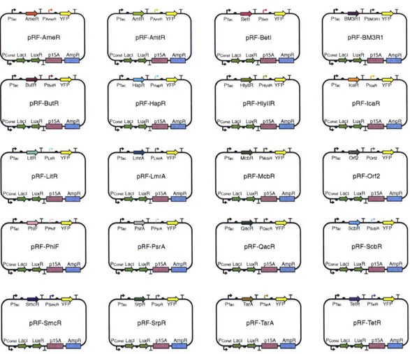 Figure  2-14:  NOT gate  plasmid  maps.  These  plasmids are  used  to calculate  the  response functions  shown  in  Figure  2-3
