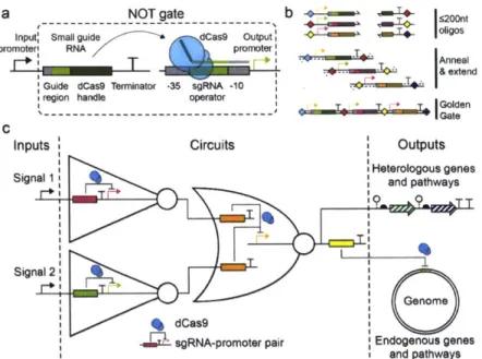 Figure  3-1:  Schematic  of  dCas9  logic  circuit  design  and  construction.  (A) CRISPR/Cas-based  NOT  gates  comprise  a  catalytically-dead  dCas9  protein,  an  input promoter  that  transcribes  a  small  guide  RNA  (sgRNA),  and  a  synthetic  ou
