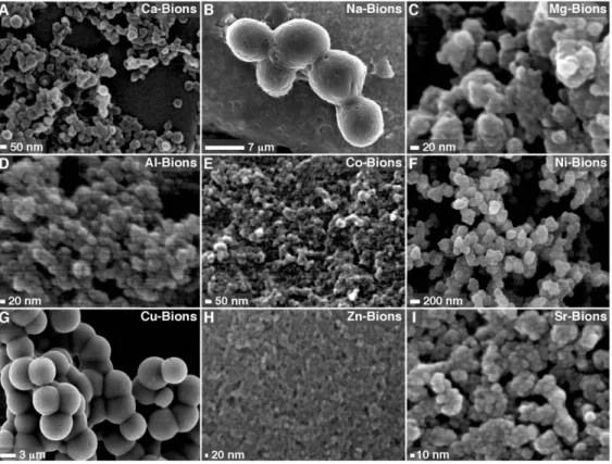Figure 1. Formation of mineral particles with biomimetic morphologies in biological fluids