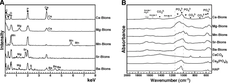 Figure 5. Elemental and chemical compositions of bions formed in biological fluids. (A) EDX spectra of bions prepared as in Fig