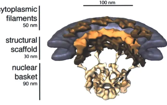 Figure  1. 2 - Cryo-electron  tomography  of the  NPC  at  ~60 A resolution