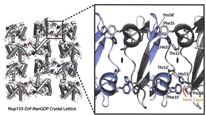 Figure  2. 4  - Crystallographic lattice formed  in the  crystallization of a NupI53- NupI53-ZnF-RanGDP  complex