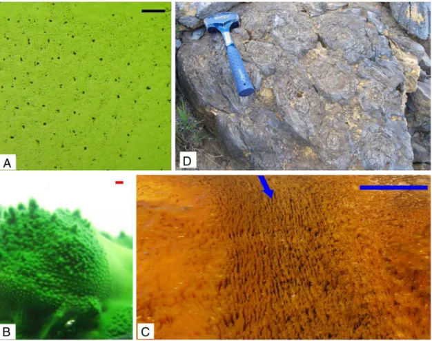 Fig. 4. When cone-forming bacteria grow in still water, they grow into a roughly hexagonal arrangement