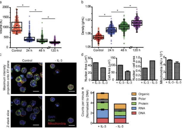 Figure 2.  Biophysical changes resulting from IL-3 depletion in FL5.12 Bcl-x L  cells