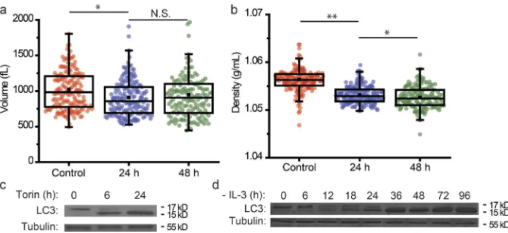 Figure 3.  The biophysical response of FL5.12  Bcl-x L  cells to autophagy induction. Volume (a)  and density (b) measurements of Torin-treated  FL5.12 cells show a slight decrease in volume  and a larger decrease in density