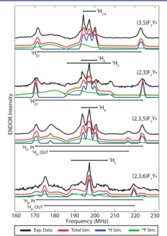 Figure 7. Comparison of D-band Davies ENDOR acquired at the spectral center (B 0 ≈ g y ) of each F n Y· in RNR β2