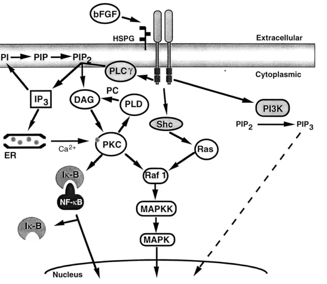 Figure  2-4-1.  Schematic  of the  potential signaling  pathways  used by  bFGF.