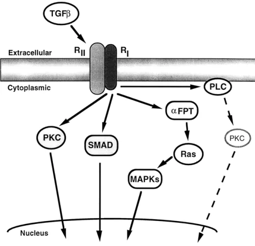 Figure  2-4-4.  Schematic  of the  potential  signaling pathways  used by  TGF3.