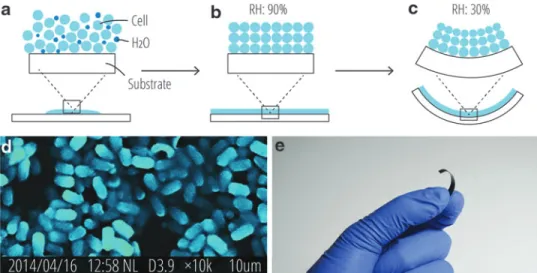 FIG. 2. Biohybrid film is a bilayer film made of Bacillus subtilis spore layer and another flexible inert film