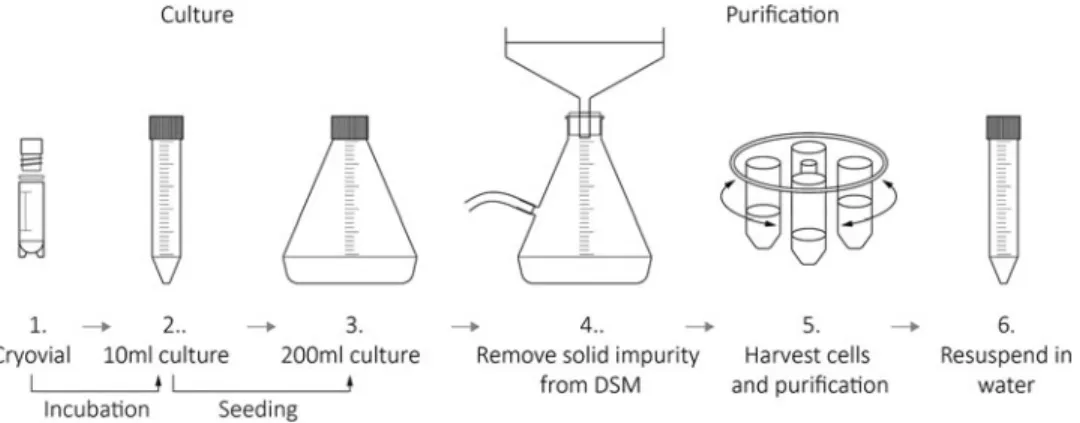 FIG. 3. Spores preparation process.