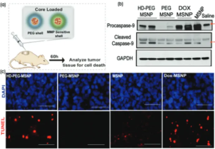 Figure 3. Protease-triggered release of Dox in vivo: (a) Schematic for evaluating protease-triggered release from core-loaded MSNPs.