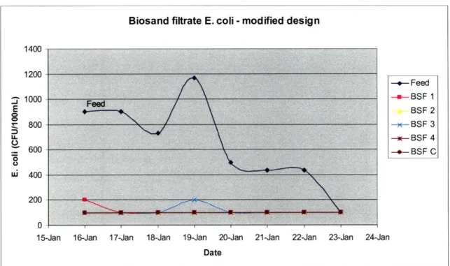 Figure 5-16  E. coli counts  in BSF influent  and effluent,  modified  operation