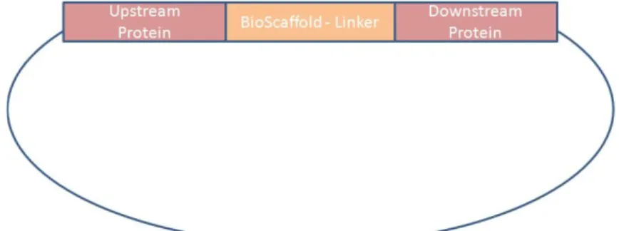 Figure 2: The first step in applying the Bioscaffold is to create an assembly standard 10 where the  bioscaffold is placed between two protein encoding genes