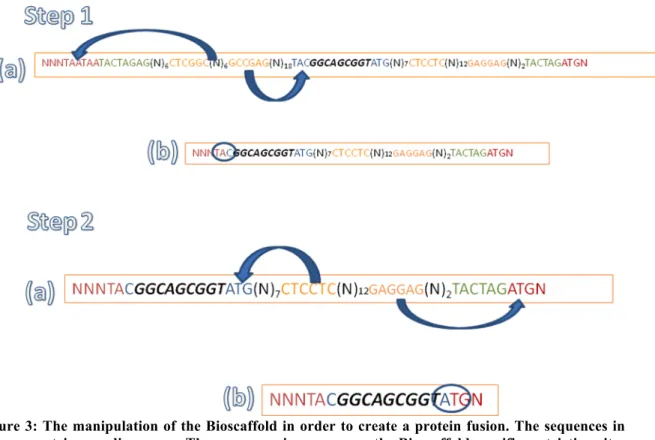 Figure 3: The manipulation of the Bioscaffold in order to create a protein fusion. The sequences in  red are protein encoding genes