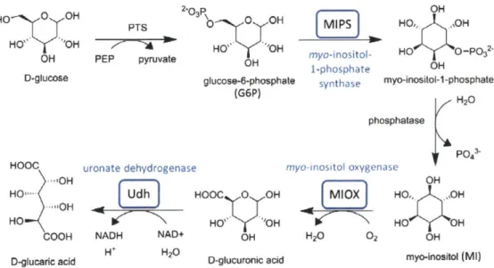 Figure  1.4. Schematic  of D-glucaric  acid production  pathway from  glucose in  E.  coli.