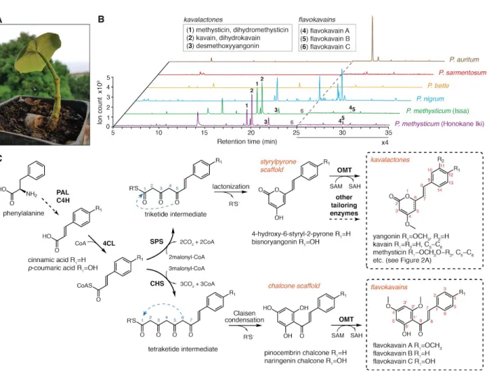 Figure 1. Chemotypes of select  ​ Piper  ​ species and the bifurcation of kavalactone and flavokavain  biosynthesis from common hydroxycinnamoyl-CoA precursors in kava