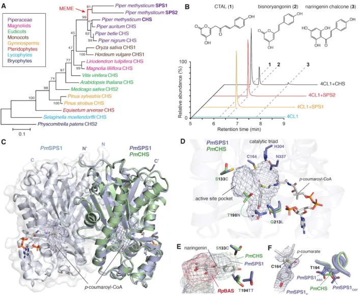 Figure 3. Mechanistic basis for the neofunctionalization of SPSs from ancestral CHS in kava