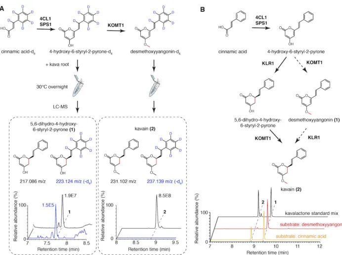 Figure 9. Resolving the order of  ​ Pm ​ KOMT1 and  ​ Pm ​ KLR1 reactions  ​ in vivo  ​ and  ​ in vitro ​ 