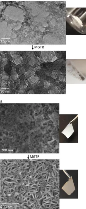Figure 4. M13 bacteriophage-templated amorphous silica nan- nan-owires are converted to nanocrystalline porous networks of  sil-icon