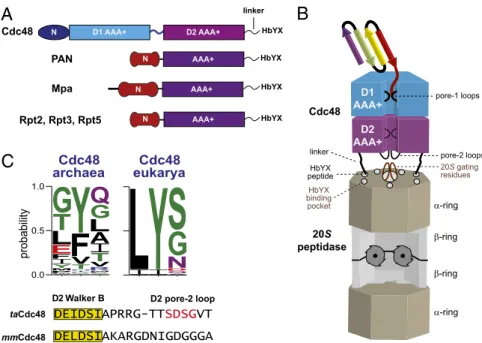 Fig. 1. Model for bipartite interactions between Cdc48 and 20S. (A) Domain architectures of the Cdc48, PAN, Mpa, and 19S Rpt AAA + ATPases