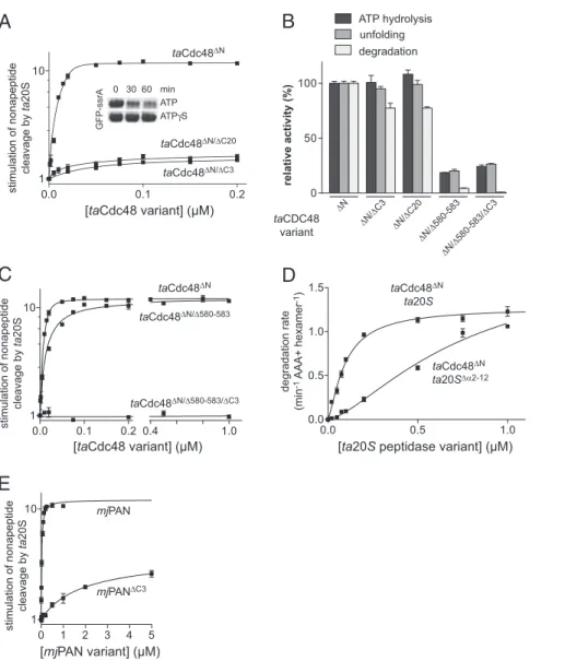 Fig. 2. AAA+ D2 pore loops contribute to 20S binding. (A) Nonapeptide cleavage by ta20S peptidase (10 nM) as a function of increasing concentrations of taCdc48 variants