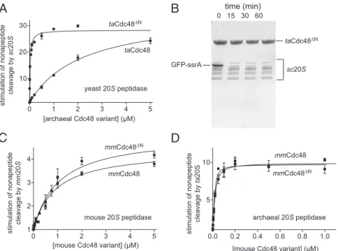 Fig. 3. Evolutionary conservation of a direct Cdc48 – 20S interaction. (A) Nonapeptide cleavage by the S