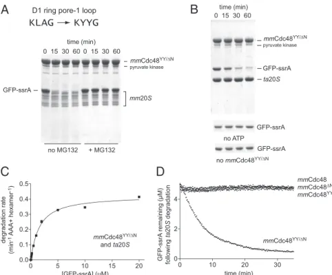 Fig. 4. Protein degradation by mouse 20S and a mouse Cdc48 variant. (A) In the mmCdc48 YY/ΔN variant of mouse Cdc48, the pore-1 loop of the D1 ring is mutated from KLAG to KYYG to match the sequence in taCdc48